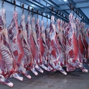واردات گوشت از مغولستان